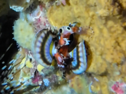 Dendrochirus biocellatus observed 2026-10-16