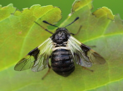 Abia fasciata