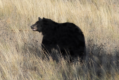 Black Bear sighting near Logan Lake