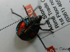 Tectocoris diophthalmus