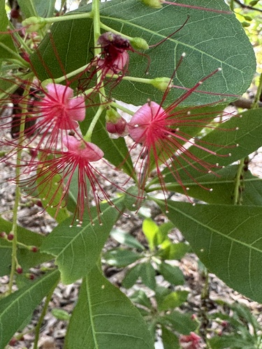 Barringtonia acutangula observed 2026-10-17