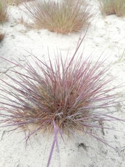 Corynephorus canescens