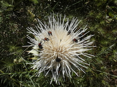 Heliotaurus ruficollis