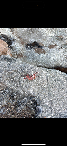 Grapsus grapsus, 2026-10-16