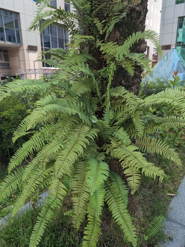 Nephrolepis brownii observed 2026-10-17
