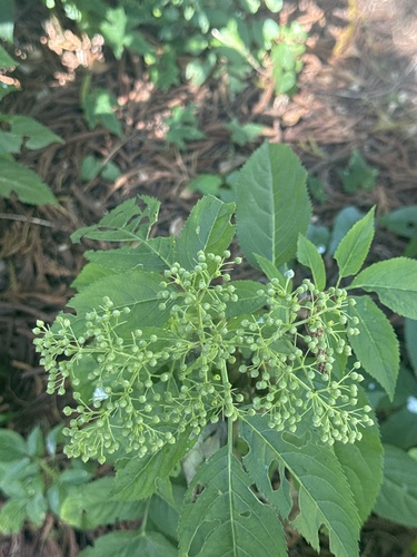 Sambucus javanica observed 2026-10-17