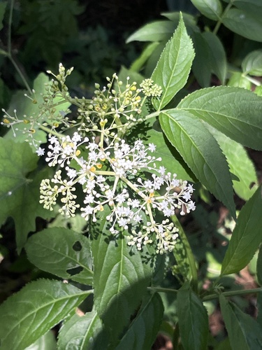 Sambucus javanica observed 2026-10-17