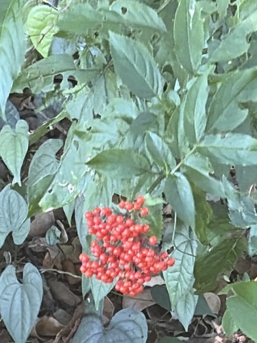 Sambucus javanica observed 2026-10-17