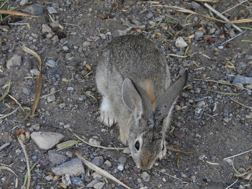 Desert Cottontail observed by b_jaeger_stanley