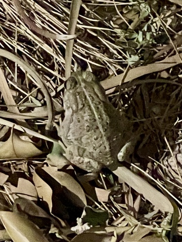 Woodhouse's Toad observed by b_jaeger_stanley
