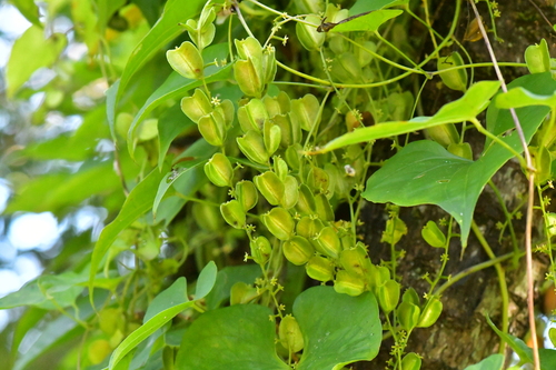 Dioscorea tokoro observed 2026-10-17