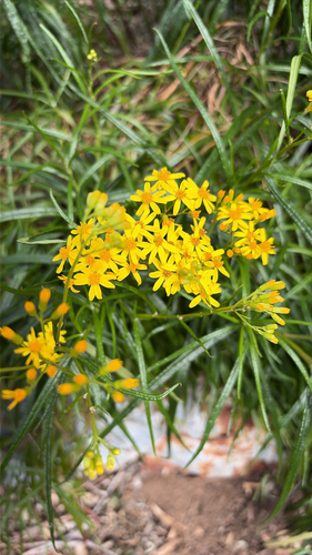 Senecio linearifolius observed 2026-10-17