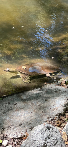 Spiny Softshell observed by dl808
