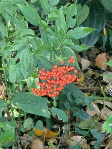 Sambucus javanica observed 2026-10-17