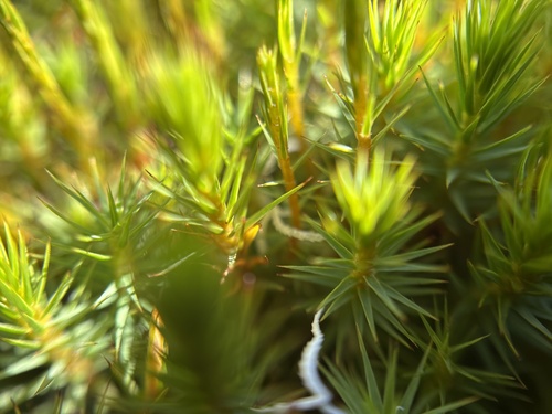 Polytrichum strictum observed 2026-10-16