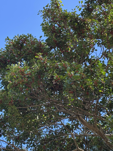 Ilex rotunda observed 2026-10-17