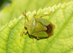 Nezara viridula