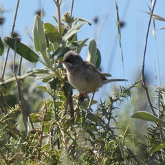 Curruca conspicillata