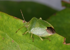 Nezara viridula