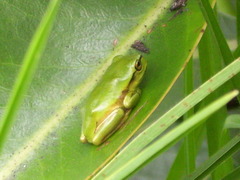 Dendropsophus molitor