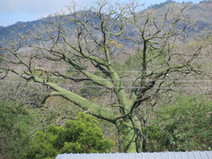 Ceiba trischistandra
