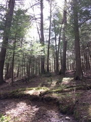 Tsuga canadensis: Herkunft und Verwendung — Foto 3