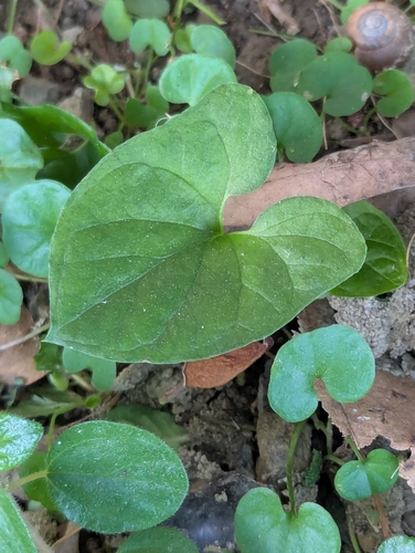 Typhonium blumei observed 2026-10-17