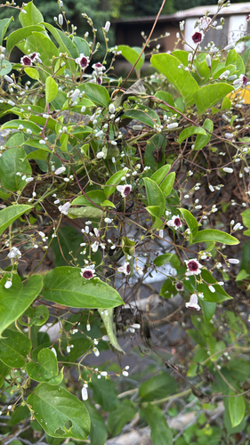 Paederia foetida observed 2026-10-16