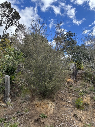 Pomaderris rugosa, 2026-10-17