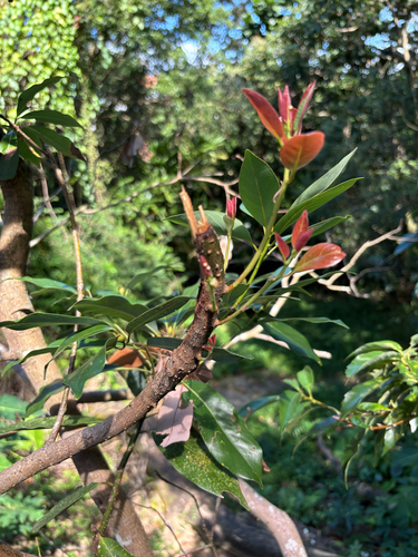 Machilus thunbergii observed 2026-10-17