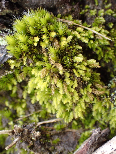 Brachymenium observed 2026-10-17