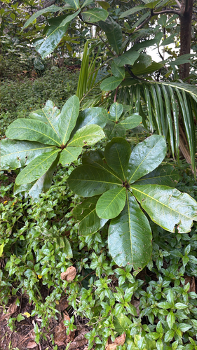 Terminalia catappa observed 2026-10-16