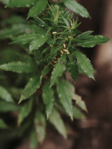 Huperzia serrata observed 2026-10-17