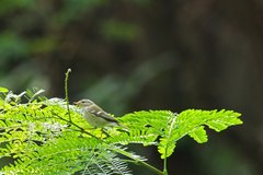Phylloscopus inornatus