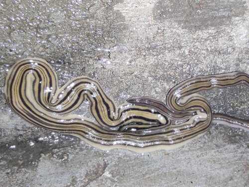 Dolichoplana striata observed 2026-10-15