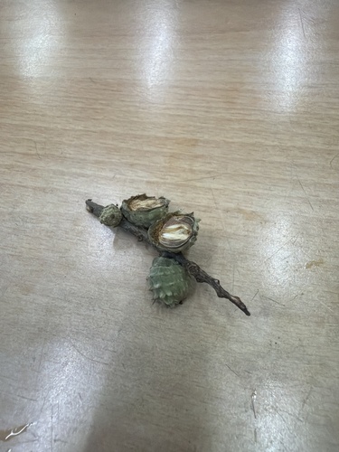 Castanopsis carlesii observed 2026-10-17
