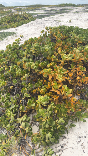 Scaevola plumieri observed 2026-10-13