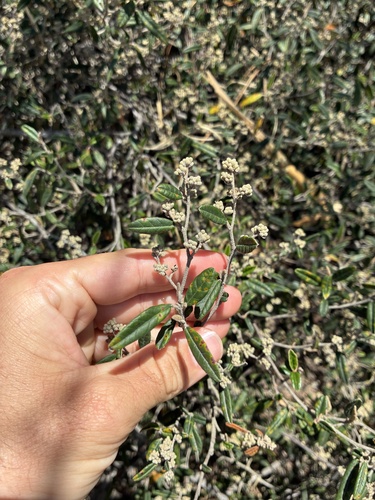Pomaderris rugosa, 2026-10-17