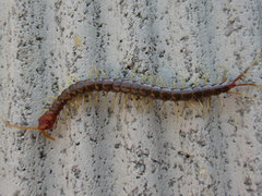 Scolopocryptopidae
