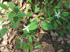 Clematis terniflora mandshurica