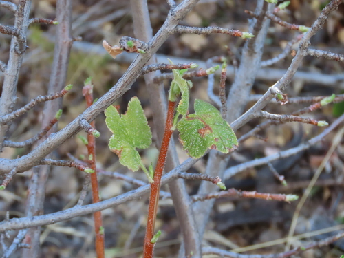 Ribes indecorum, 2026-10-16
