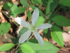 Clematis terniflora mandshurica