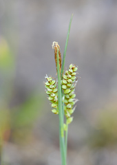 Carex garberi