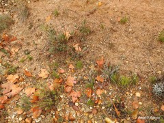 Petrosedum sediforme