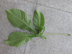Aesculus turbinata