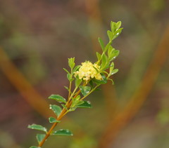 Pimelea flava flava