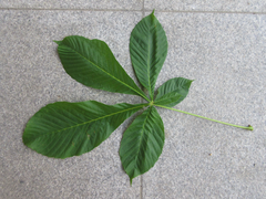 Aesculus turbinata