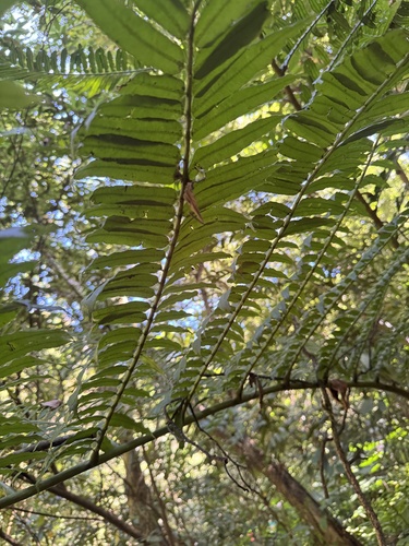 Angiopteris lygodiifolia observed 2026-10-17
