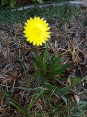 Pyrrhopappus carolinianus image