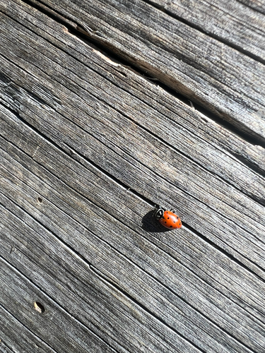 iNaturalist observation photo of Convergent Lady Beetle